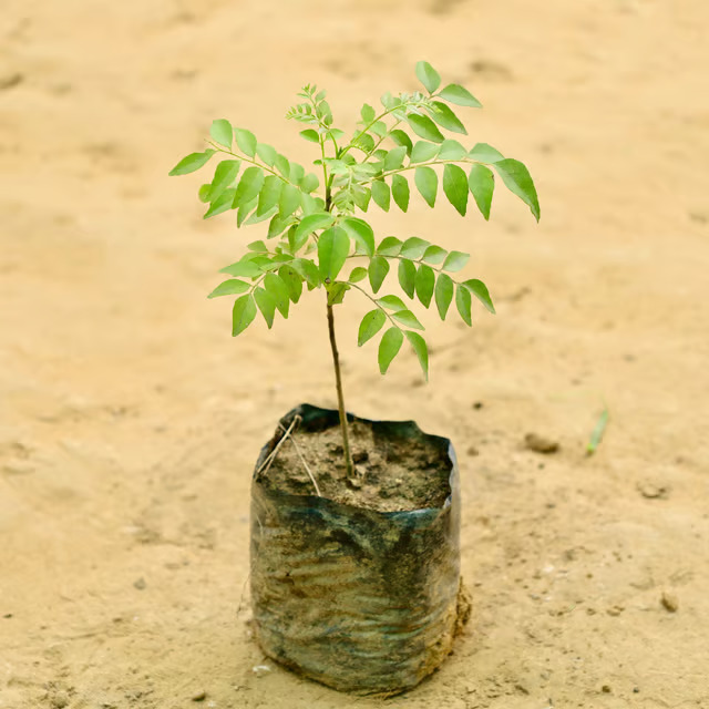 curry plant